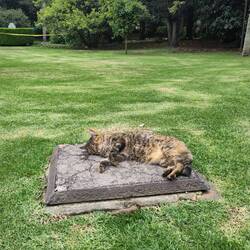 Achtung vor der wachsamen Katze