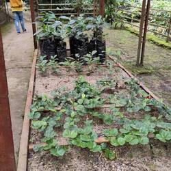 Anzucht der Kaffeejungpflanzen