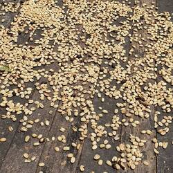 Kaffeebohnen bei der natürlichen Trocknung