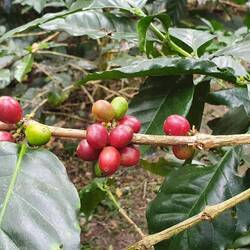 Reife Kaffeebohnen zum Ernten