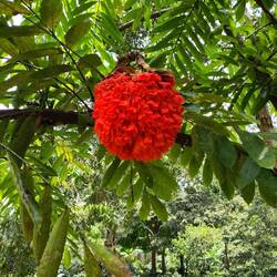 Quinceañera Blume (Feier der 15. jährige Mädchen, die zu einer Frau werden)