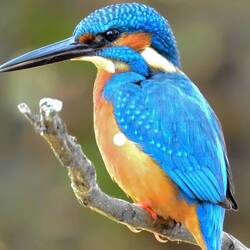 Nur ein Beispiel Foto vom berühmten Eisvogel
