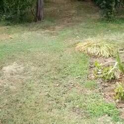 Hier das Video: Schlange jagt Frosch