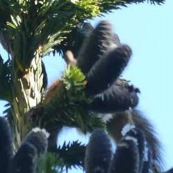 Red Squirrel harvesting his pinecones