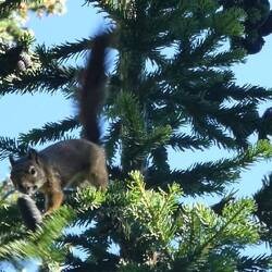 Red Squirrel harvesting his pinecones