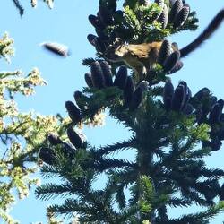 Watch out below, here comes one of the squirrel's pinecones