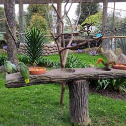 diebisches Einhörnchen und lustige grüne nachsprechende Papageien