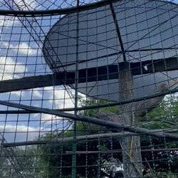 lustige Konversation der Papageien: " quiere caco", lachendes Baby und nachpfeifen