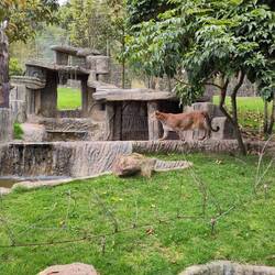 Puma am unhertigern, äh umherpumern