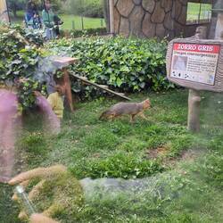 Herziger kleiner Fuchs