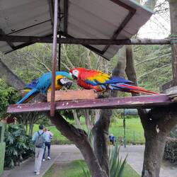 freilaufenden Papageien