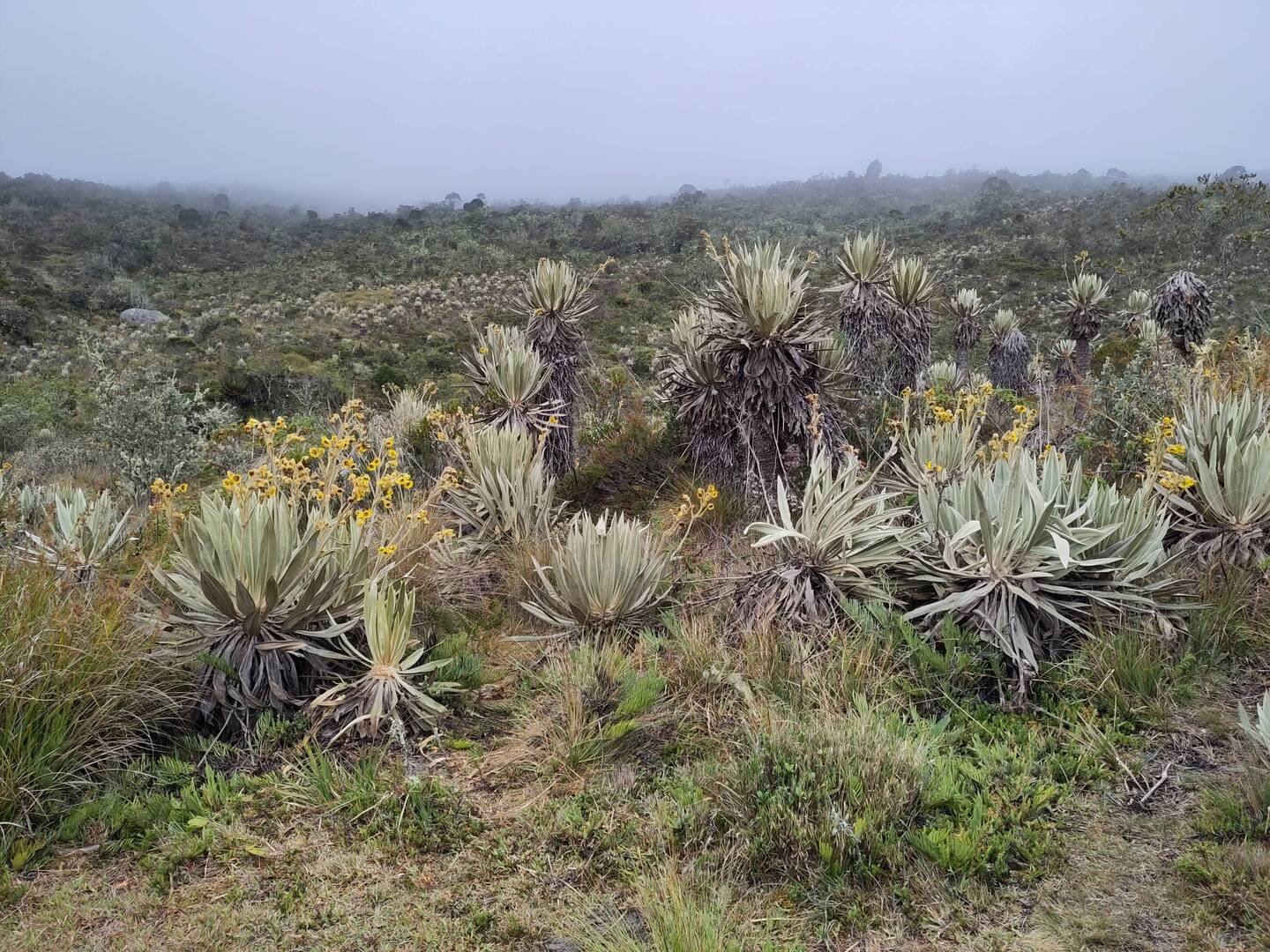Heimische alpine Flora, "Paramo"