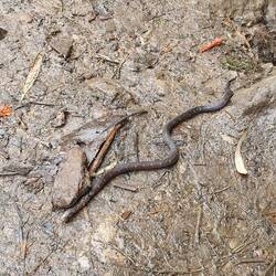 Kleine evtl. giftige Schlange