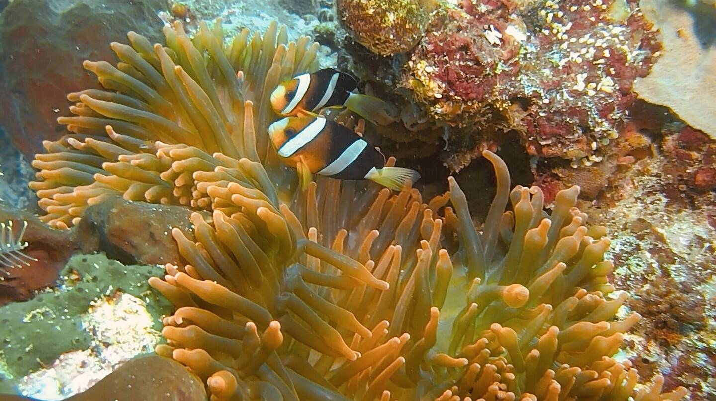 Anemonenfische