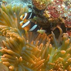 Anemonenfische