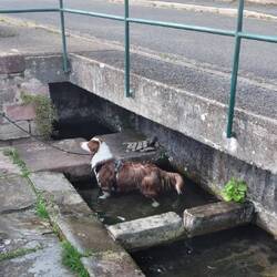 BUDDY zu Besuch, er probiert gleich mal den Waschplatz aus.