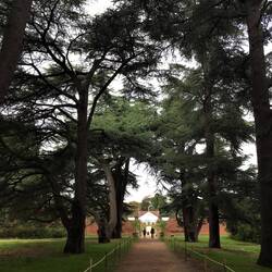 The tree-lined walk to the Walled Kitchen Garden