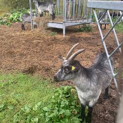 Mountain goats were tagged