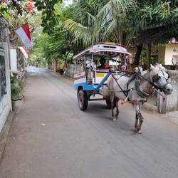 Kutsche auf der Insel🐴🏝