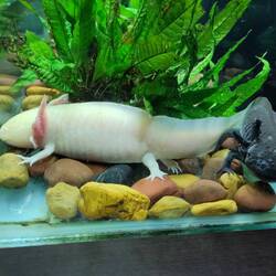 Axolotl