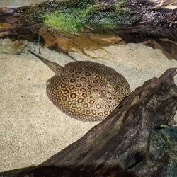 Süßwasserstechrochen