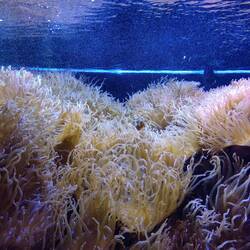 Clownfisch mit Seeanemonen