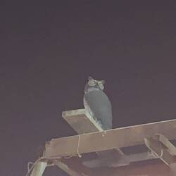 Eine Eule auf der Dachterrasse die nicht echt war. Wette verloren 🙈