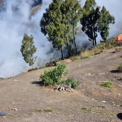 Affen wohnen hier oben auch und klauen alles🐒