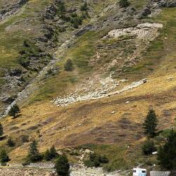 Schafe auf Wanderschaft