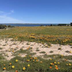 Arriving to Perlubie and seeing the gorgeous orange flowers everywhere