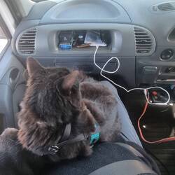 Squirt sitting on my lap