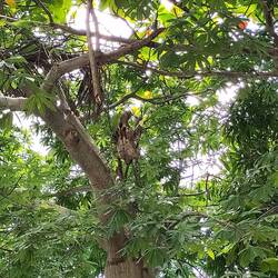 Faultier im "Parque Del Centenario"