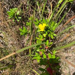 Some more wildflowers