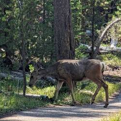 Walking from Canyon Village to North Rim Trail. Spotting Mule Deer crossing in front of us
