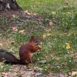 Finally, I found some squirrels - and they didnt mind me hanging around near them 😍