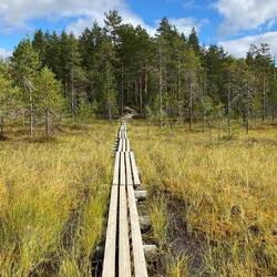 Swamp land