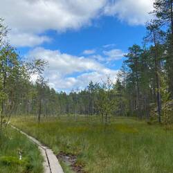 Swamp lands