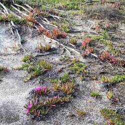 Dome wildflowers along the way