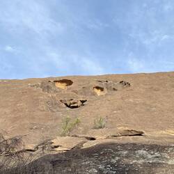 Looks like the face of a koala