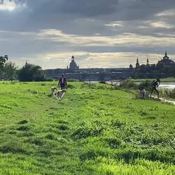 Elbwiesen und Fährgarten Johannstadt