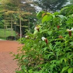 Raffles Garden