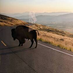 Travelling from Canyon Village up to the north of the park. Fancy a bison walking next to the car
