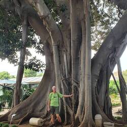 Ein Riesenbaum um Giardino reale