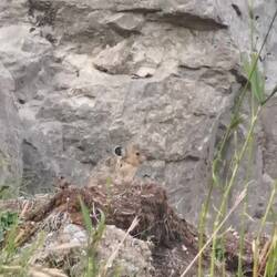 Dieses witzige hochaufgeregte Pika 😆