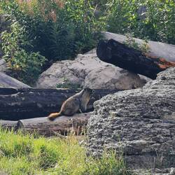 Was für ein imposantes Murmeltier.