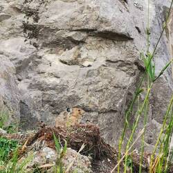 Wie es pfeift ☺️