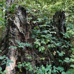 380 Jahre alte Buche