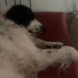 Piper genießt "zuhause" 🥰