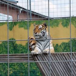 Tiger hautnah erleben