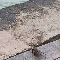 Vieli, vieli Krebsli